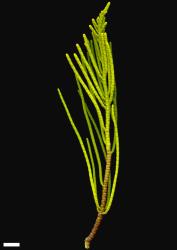 Veronica salicornioides. Sprig. Scale = 10 mm.
 Image: M.J. Bayly & A.V. Kellow © Te Papa CC-BY-NC 3.0 NZ